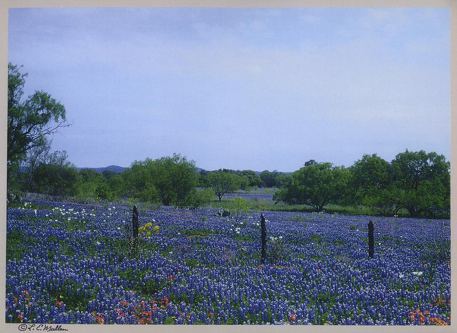 Hill Country Bluebonnets by L. Errol Mullen