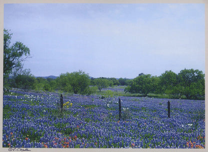 Hill Country Bluebonnets by L. Errol Mullen