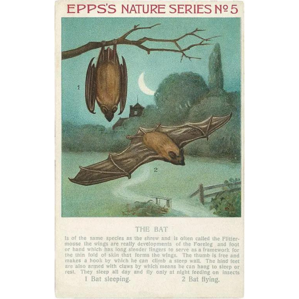 Facts About Bats Magnet