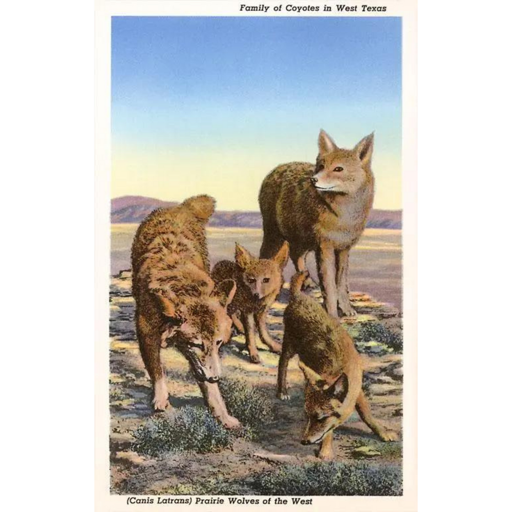 
            
                Load image into Gallery viewer, Coyote Family Magnet
            
        
