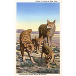 Coyote Family Magnet