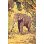 Painting Of An Indian Elephant Magnet