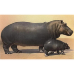 Mother & Baby Hippo Magnet